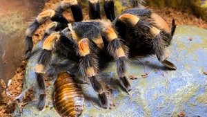 Линька на животе паука-птицееда Brachypelma Hamorii (бывш. Smithi). История одного паука. Tаймлапс.