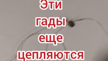 Мы с котом в шоке. Клещи продолжают атаковать
