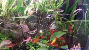 Пока сомик Анциструс ест таблетку, успеваю накормить остальных гидробионтов