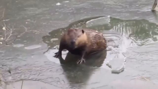 Весна, ручейки, солнышко ☀️ светит ярко. смотреть онлайн