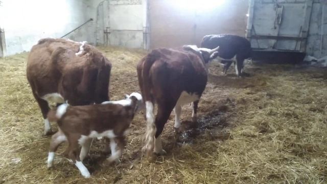 Как наши коровы кормят телят! смотреть онлайн