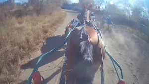 Приз Сорренто 12.10.2024 Благовещенский ипподром #бега#гопро#horse #кони #лошади