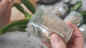 Распаковка посылки с Азиатскими Орхидеями