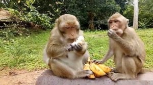 Mum Love Baby Monkey Or Not In Scene ? ST693 Mono Monkey