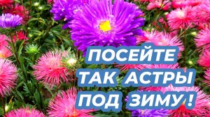 Как сеять астры под зиму? Легкий способ посева астры для раннего и пышного цветения