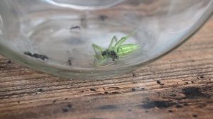 Кузнечик против муравьев ,,, grasshopper against ants ,,, 针对蚂蚁的蝗虫