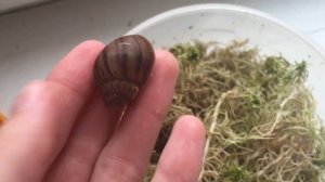 Распаковка Улиток ~BigSnail/ - питомник Яны