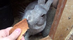 Кролик кушает хлеб, крольчата, маленькие кролики