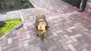 Мы В ШОКЕ На нашу собаку НАПАЛИ/ Перестановка в КОМНАТЕ АЛИСЫ/ Классный гель для