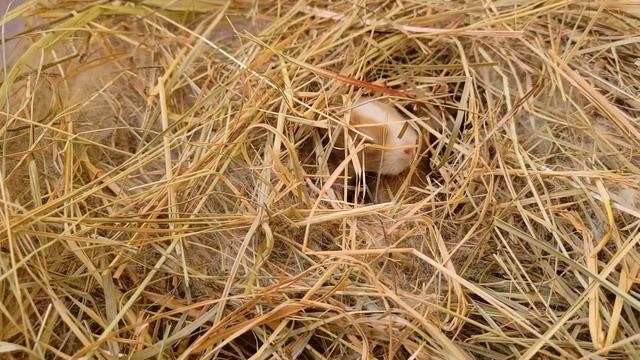 Маленькие крольчата быстро растут и все меньше сидят в норке смотреть онлайн