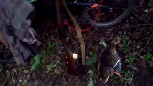 ОХОТА НА УТКУ В ОКТЯБРЕ 2024