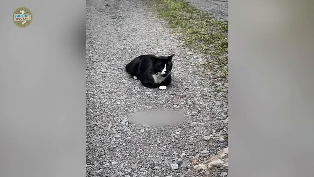 Vừa CHÔN MÈO CƯNG thì thấy nó CHƠI ở sân, cô gái CỰC SỐC không tin vào mắt mình | Tin Việt Độc Lạ смотреть онлайн