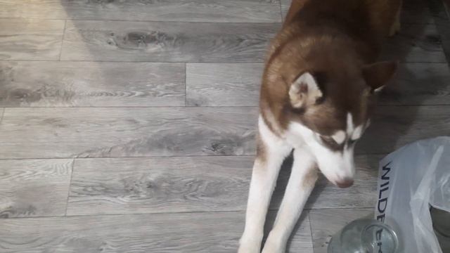 Интересно 😁 что Хаски Байкал говорит Джесси смотреть онлайн