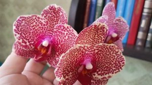 Орхидея фаленопсис OX Red Sesame (Ред Сезам). 19 сентября 2024 г.