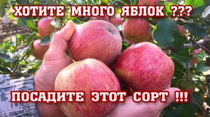 Яблоня ФУДЖИ ⧸ Apple FUJI