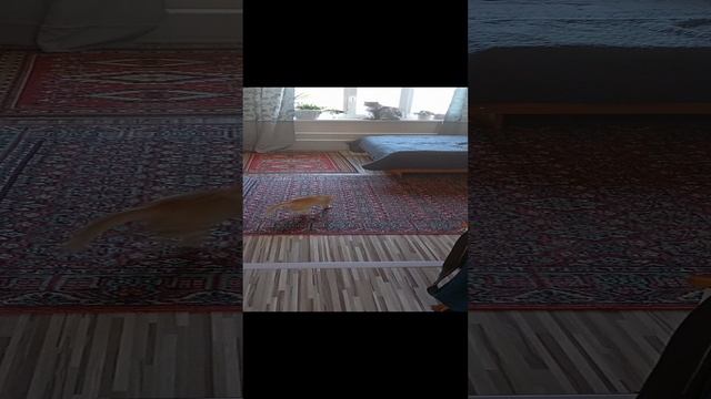 Котёнок