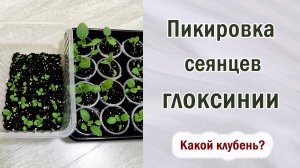 Пикировка сеянцев глоксинии. Какие клубни у сеянцев. Ёмкости. Освещение. Селекция.