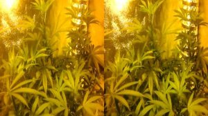 Growing marijuana in 3d