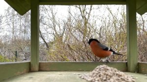 Снегири и зяблик