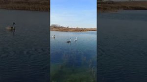 Лебединое озеро в Абдулинском районе 🦢