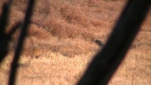 300 win mag vs coyote