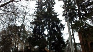 Спасение кошки  или кота 2020.