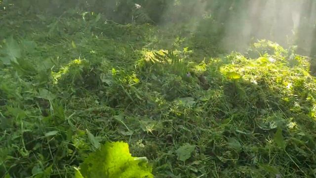 FR 480 STIHL & OLEO-MAC 453 смотреть онлайн