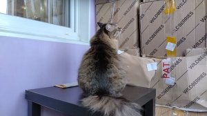 19.10.2024 Ищем на попу приключения 😂🤣