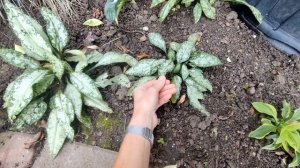 Gardening - My Top 6 Shade Perennials - Hosta,Brunnera,Heuchera, Lungwort,Acorus Ogon,Hellebores!