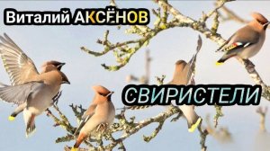 Свиристели - Виталий АКСЁНОВ / Листая судьбы тетрадь