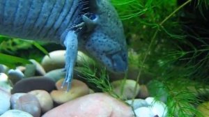 Кормление аксолотля