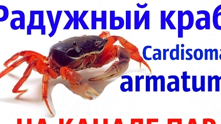Радужный краб Cardisoma armatum.
