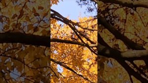 Что стоишь качаясь, тонкая рябина.mp4