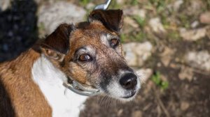 Юта - гладкошерстный фокстерьер