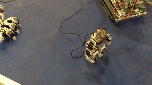 Robotics Expo'13 - роботы Technolab  (4)