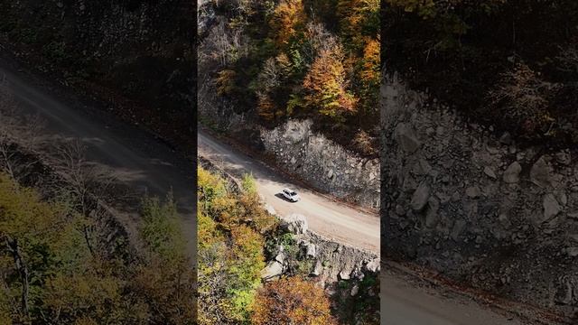 В горах Чеченской республики растут уникальные деревья ...