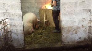 Железо для поросят