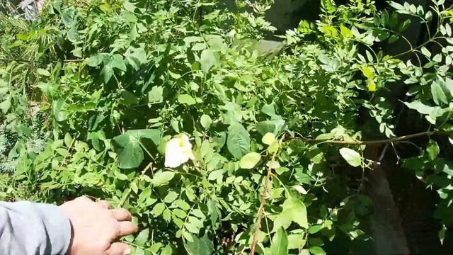 Learning Plants By Experience | GAC Fruit смотреть онлайн