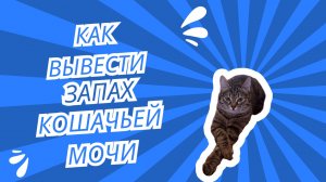 Как вывести запах кошачьей мочи.