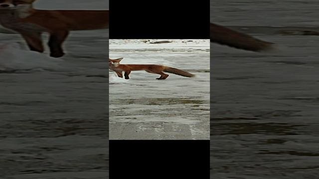 0ab42d10-de03-4df2-a5f2-44562de4f8c0-1_all_1031.mp4