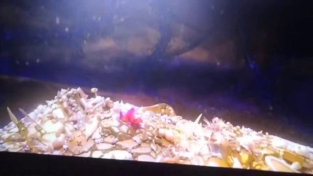 Reindeer sven in Moana смотреть онлайн