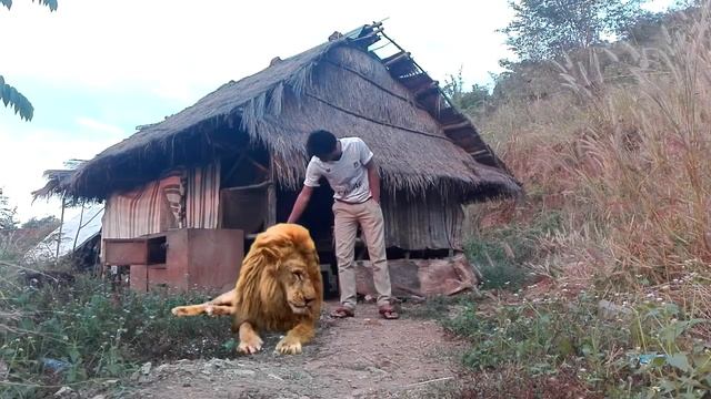 Wild Animals Showing Love to Human - Protect Wild Animal - Animal Editor смотреть онлайн