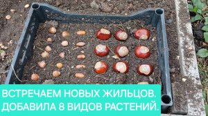 Увеличиваю ассортимент растений на даче. Добавила липу, 2 вида дуба, каштан, тую, можжевельник, кипа