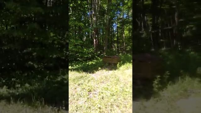 Мое пчеловодство в Удмуртии.