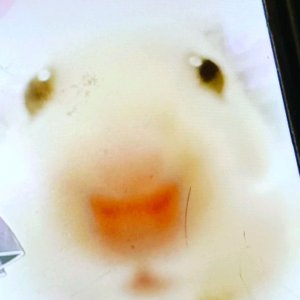 я сделал форт
 часть 2