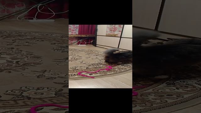 Семейные разборки)