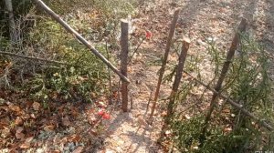 Проверка путиков, прогулка по лесу.