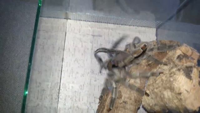 Psalmopoeus cambridgei pairing / Спаривание псалмопеуса кембриджа смотреть онлайн