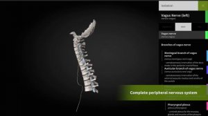 ANATOMYKA app - Explore complete Peripheral nervous system