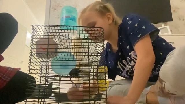 ВЛОГ АЛИСА ЗАБОЛЕЛА и осталась дома! Купили для Алисы ПОДАРОК! Домик для грызунов!